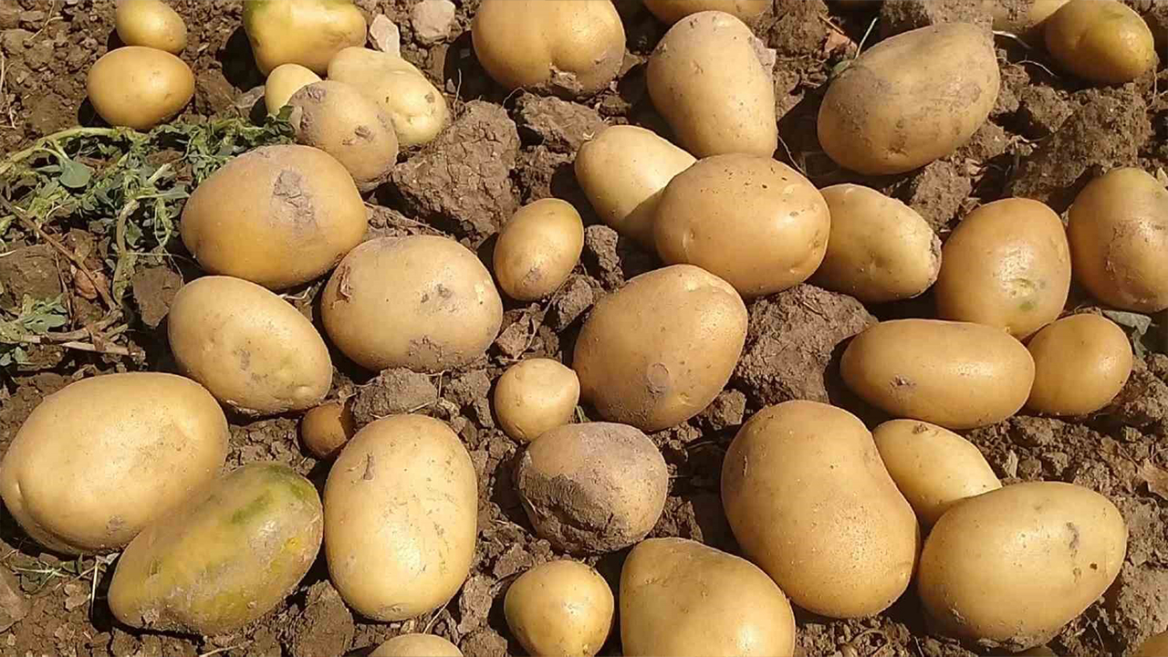 Mart'ta en çok patates pahalandı