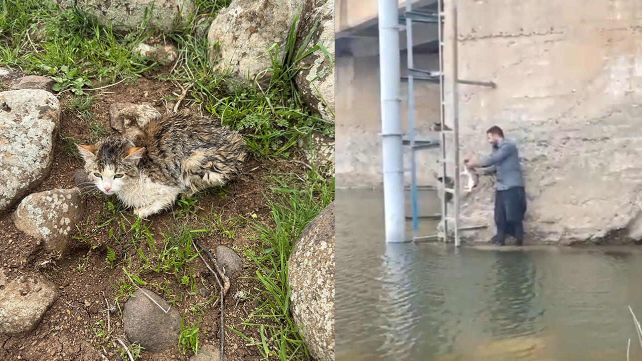 Siverek'te kedi kurtarma operasyonu!