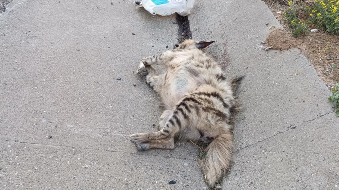 Birecik'te nesli tükenme tehlikesindeki çizgili sırtlan telef oldu