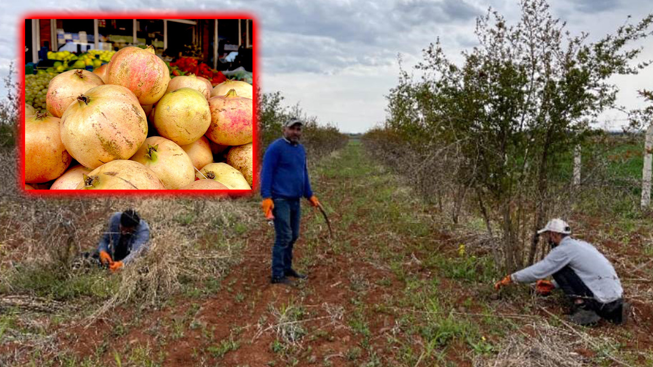 AB tescilli Suruç narında budama sezonu başladı