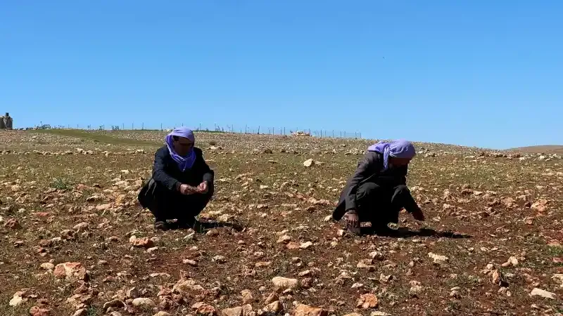 Şanlıurfa’da kuraklık alarmı: Çiftçinin ekinleri kurumaya başladı