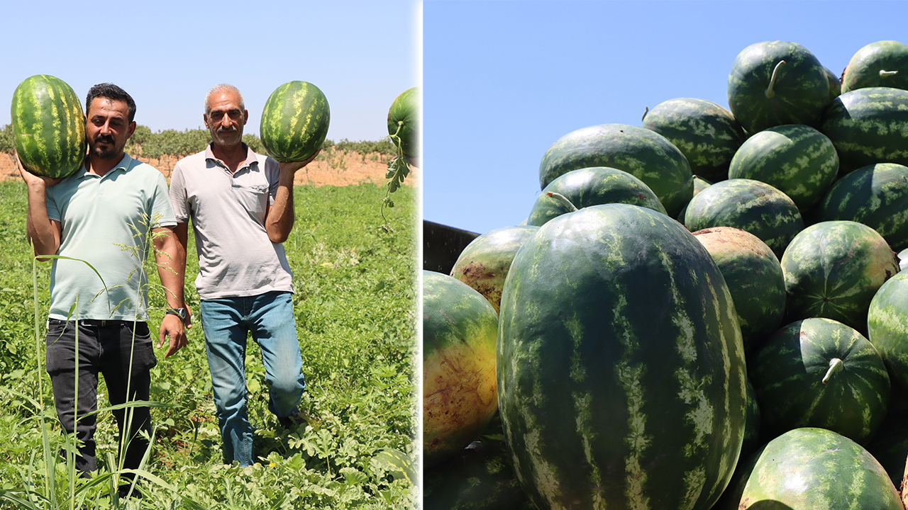Şanlıurfa’da dağlarda eriyen karla yetişiyor: Yaylak karpuzu…