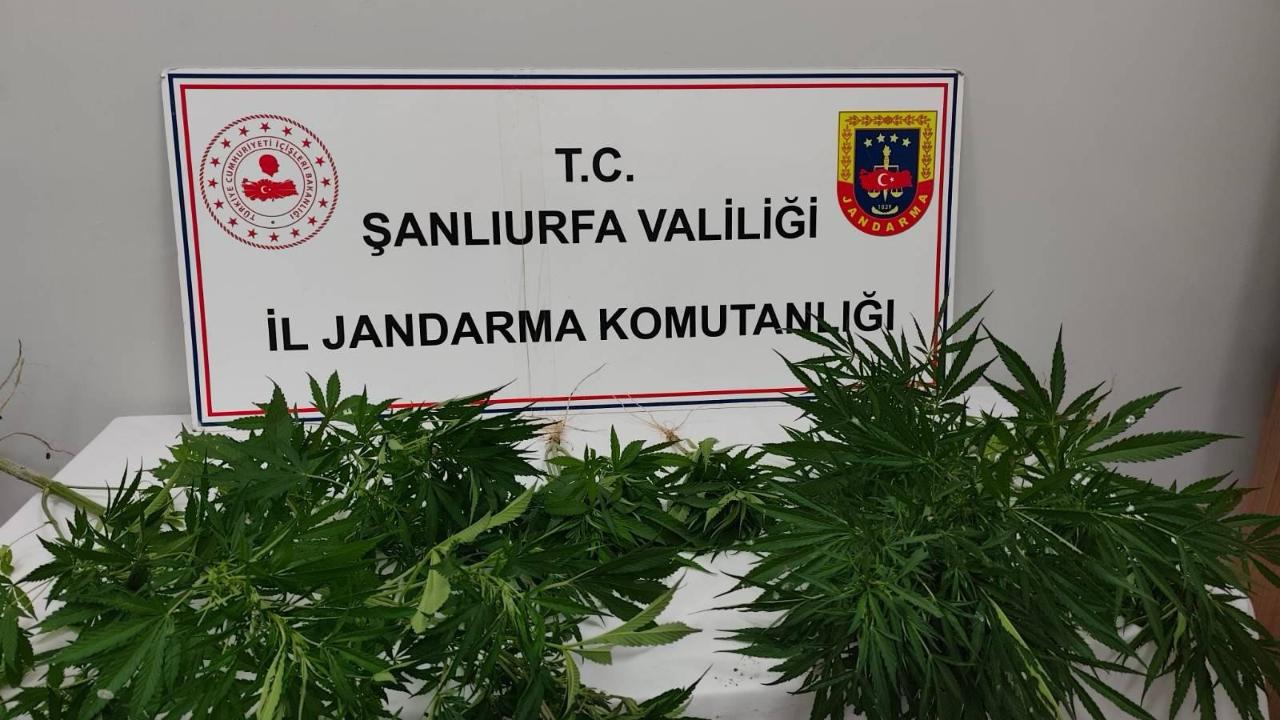 Şanlıurfa'da uyuşturucu operasyonu