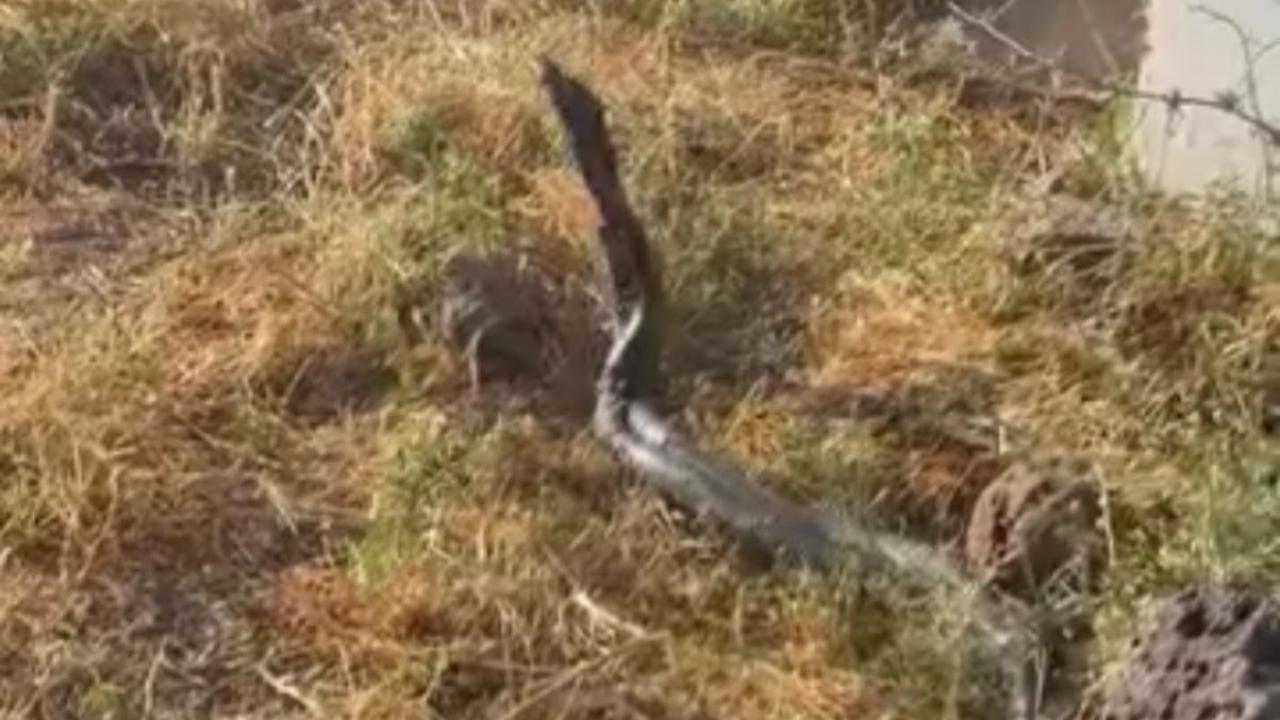 Aşırı s ıcaklar dev yılanları harekete geçirdi