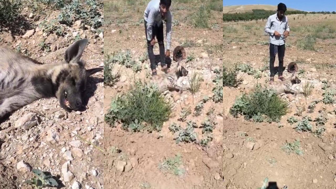 Şanlıurfa'da çizgili sırtlan ölü bulundu