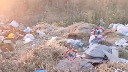 Tarım arazisi fare ve çöplerle doldu taştı