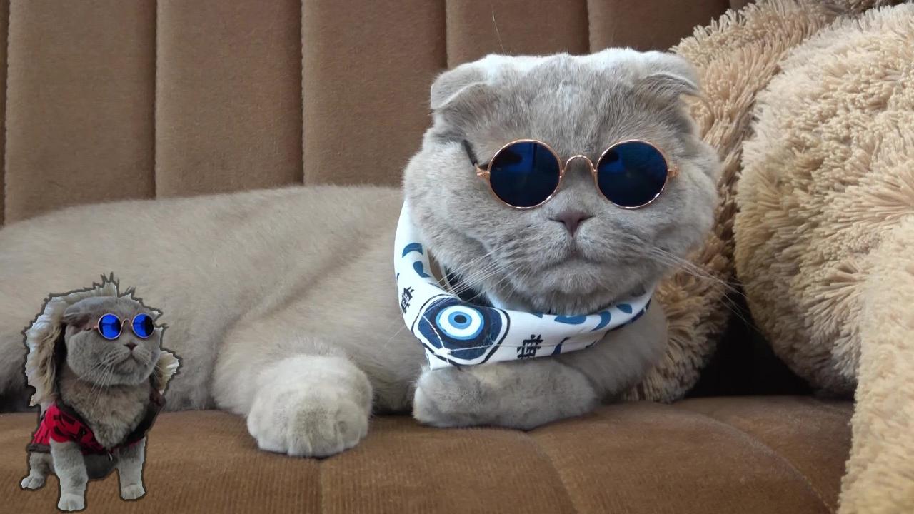 Veterinerlerin "yaşamaz" dediği kedi, denizde yüzdü, Uludağ'da kayak keyfi yaptı