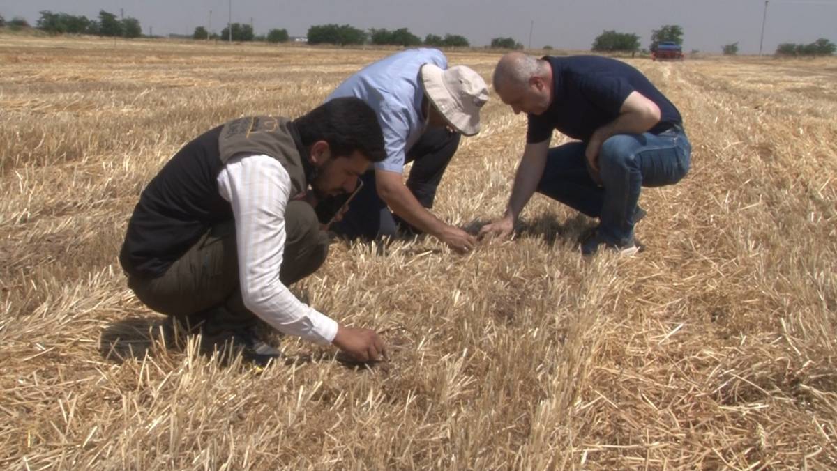 Şanlıurfa'da 'anız yakmadan üretim' modeli yaygınlaşıyor: Toprak korunuyor çiftçi kazanıyor